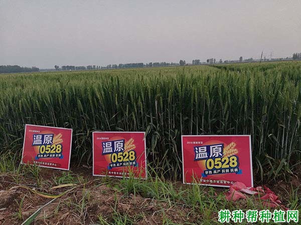 温原0528小麦品种好不好? 温原0528小麦品种好不好?