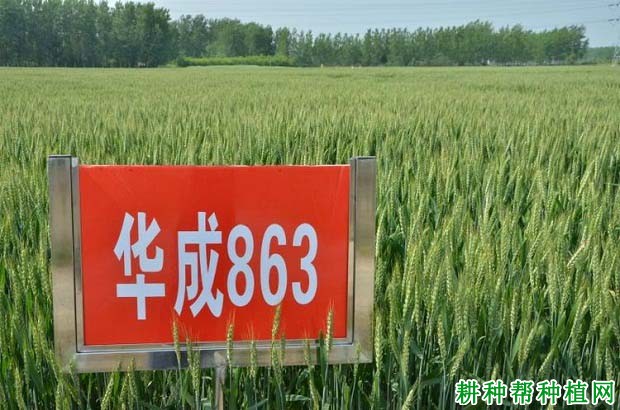 华成863小麦品种好不好? 华成863小麦品种好不好?