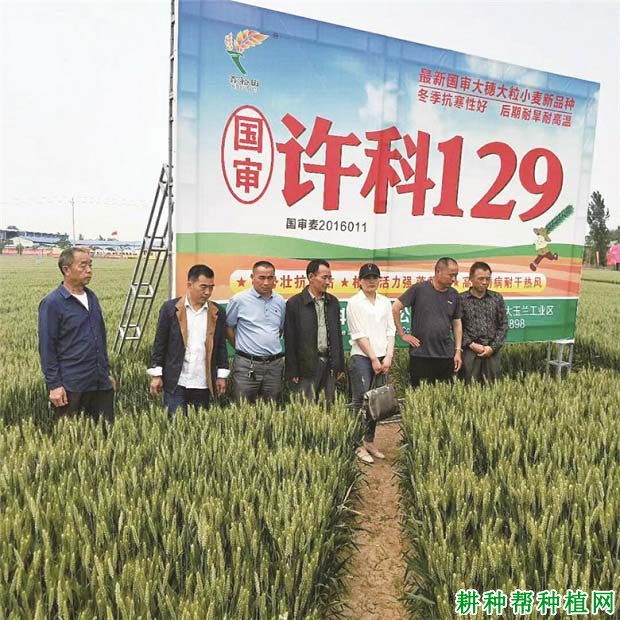 平麦189小麦品种好不好? 平麦189小麦品种好不好?