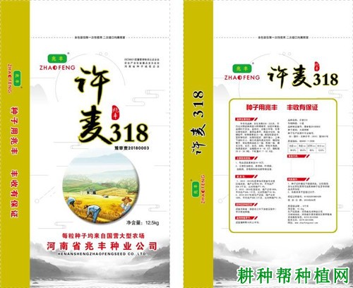 许麦318小麦品种好不好? 许麦318小麦品种好不好?