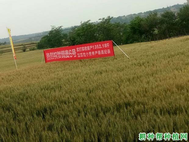 铜麦6号小麦品种好不好? 铜麦6号小麦品种好不好?