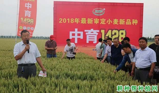 中育1428小麦品种好不好? 中育1428小麦品种好不好?