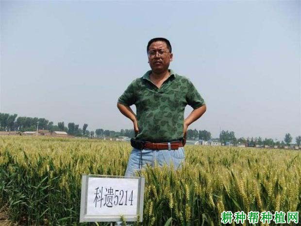 科遗5214冬性小麦品种好不好? 科遗5214冬性小麦品种好不好?