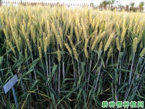 郑麦22小麦品种好不好? 郑麦22小麦品种好不好?