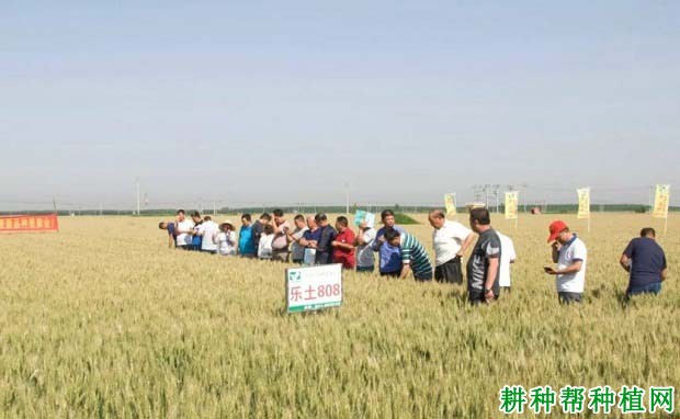 乐土808小麦品种好不好? 乐土808小麦品种好不好?
