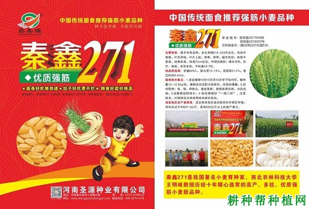 秦鑫271小麦品种好不好? 秦鑫271小麦品种好不好?