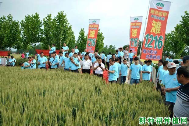 濉1216小麦品种好不好? 濉1216小麦品种好不好?