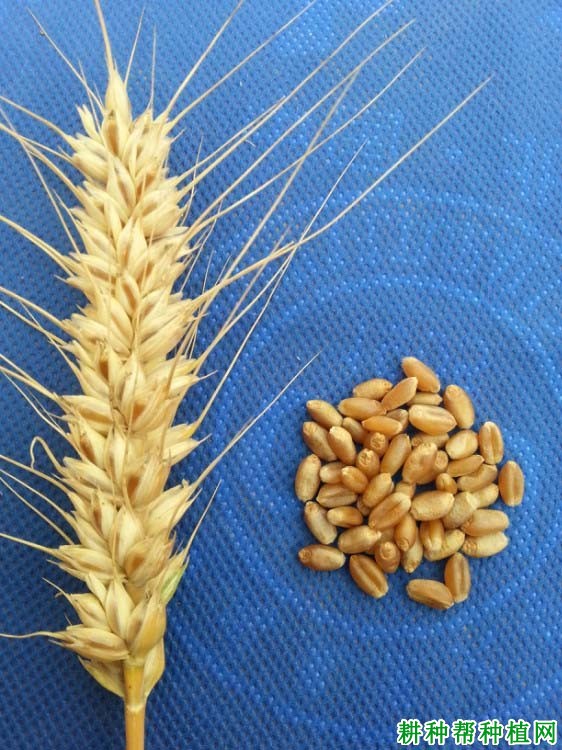 农大5181品种好不好? 农大5181品种好不好?