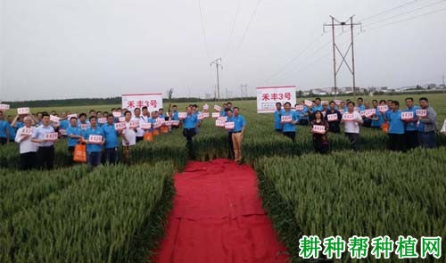 禾丰3号小麦品种好不好? 禾丰3号小麦品种好不好?