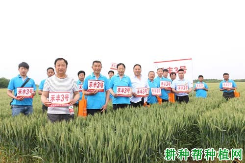 禾丰3号小麦品种好不好? 禾丰3号小麦品种好不好?