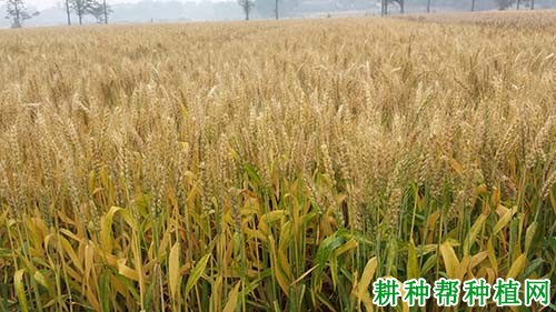 中科糯麦1号春性小麦品种好不好? 中科糯麦1号春性小麦品种好不好?