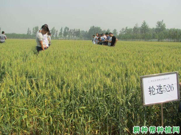 轮选526冬性小麦品种好不好? 轮选526冬性小麦品种好不好?