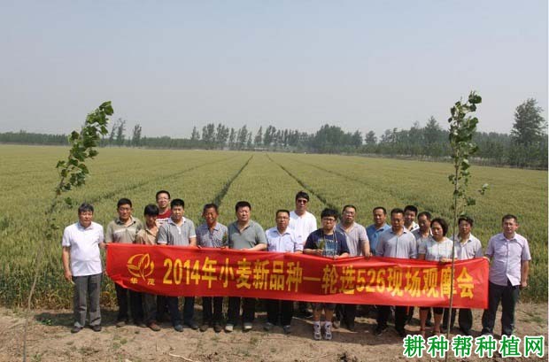 轮选526冬性小麦品种好不好? 轮选526冬性小麦品种好不好?