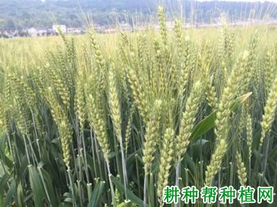 金运麦1号小麦品种好不好? 金运麦1号小麦品种好不好?