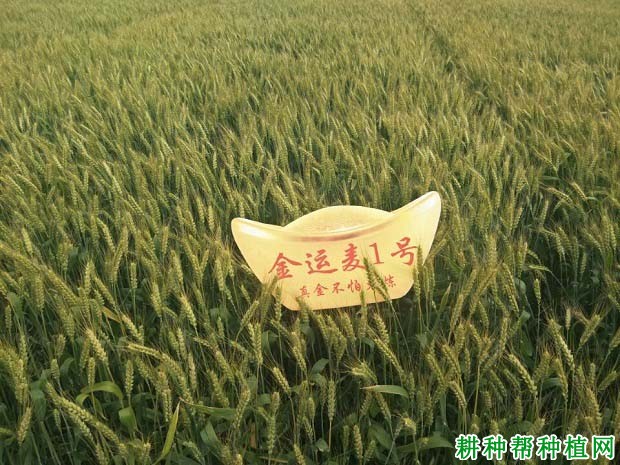 金运麦1号小麦品种好不好? 金运麦1号小麦品种好不好?