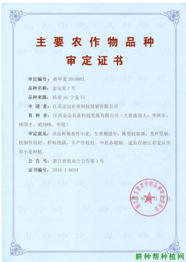 金运麦1号小麦品种好不好? 金运麦1号小麦品种好不好?