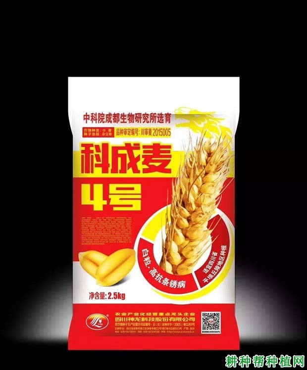 科成麦4号小麦品种好不好? 科成麦4号小麦品种好不好?