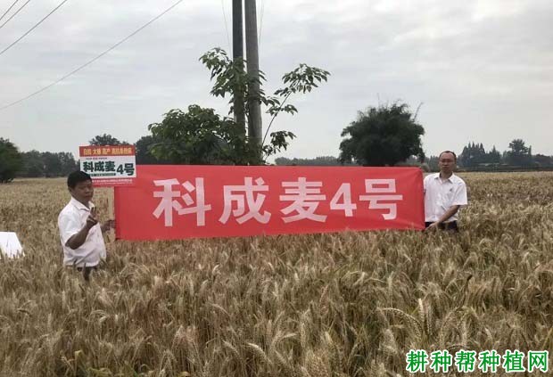 科成麦4号小麦品种好不好? 科成麦4号小麦品种好不好?