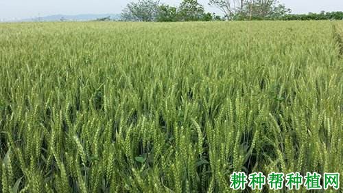 中科麦47小麦品种好不好? 中科麦47小麦品种好不好?