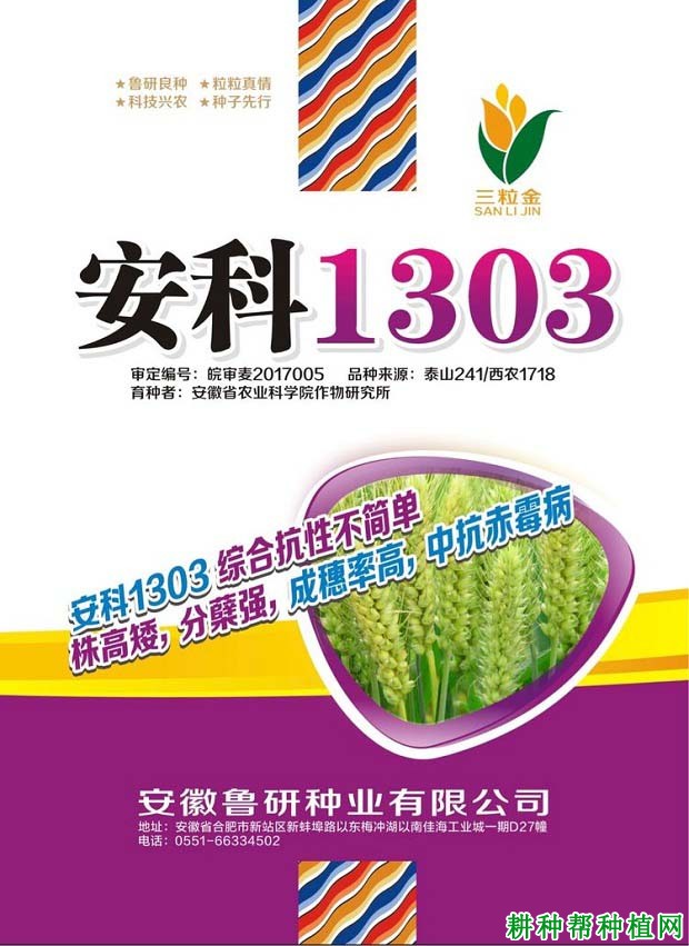 安科1303小麦品种好不好? 安科1303小麦品种好不好?
