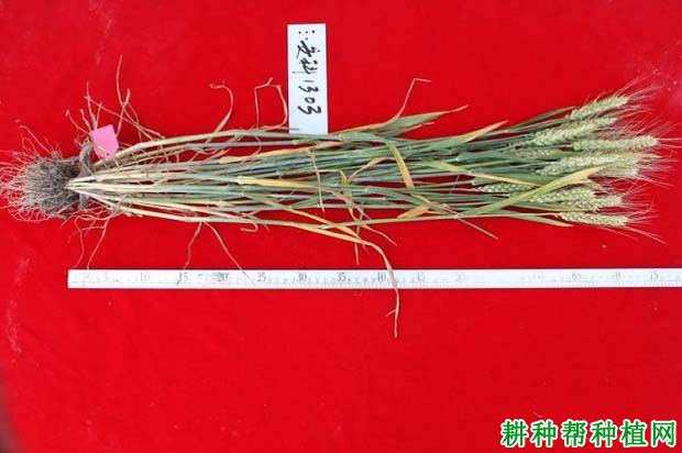 安科1303小麦品种好不好? 安科1303小麦品种好不好?