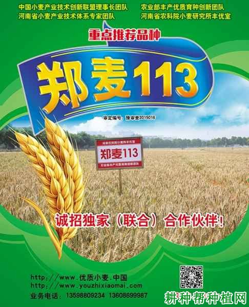 郑麦113小麦品种好不好? 郑麦113小麦品种好不好?