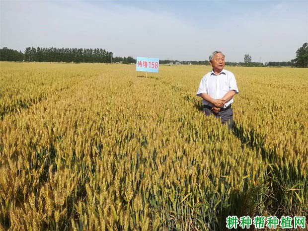 伟隆158小麦品种好不好? 伟隆158小麦品种好不好?