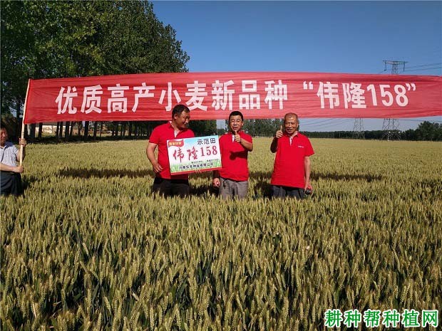 伟隆158小麦品种好不好? 伟隆158小麦品种好不好?