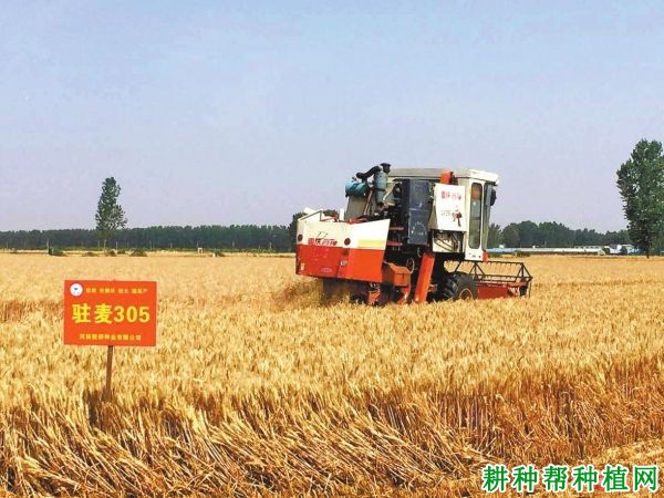 驻麦305小麦品种好不好? 驻麦305小麦品种好不好?