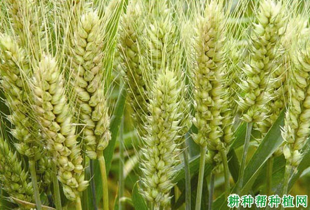 豪麦13春性小麦品种好不好? 豪麦13春性小麦品种好不好?