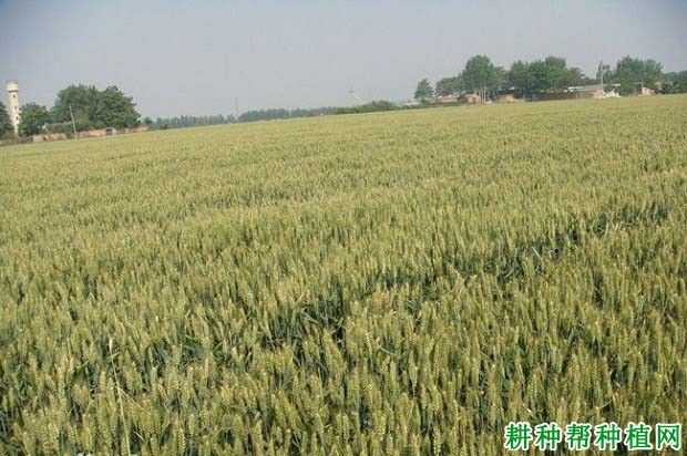 豪麦13春性小麦品种好不好? 豪麦13春性小麦品种好不好?