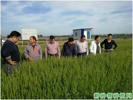 鄂麦DH16小麦品种好不好? 鄂麦DH16小麦品种好不好?