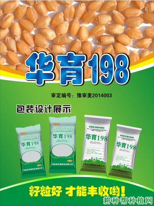 华育198小麦品种好不好? 华育198小麦品种好不好?