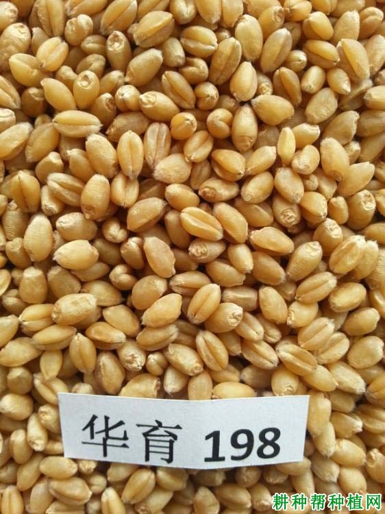 华育198小麦品种好不好? 华育198小麦品种好不好?