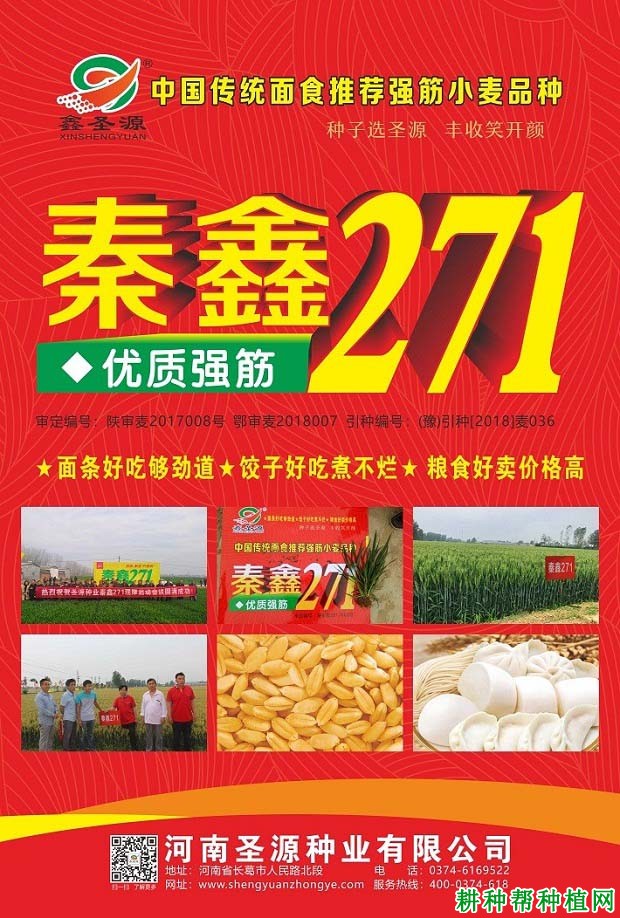 秦鑫271小麦品种好不好? 秦鑫271小麦品种好不好?