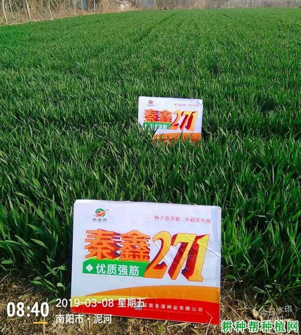 秦鑫271小麦品种好不好? 秦鑫271小麦品种好不好?