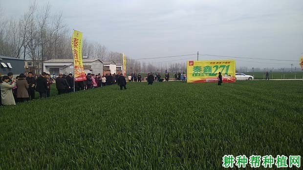 秦鑫271小麦品种好不好? 秦鑫271小麦品种好不好?