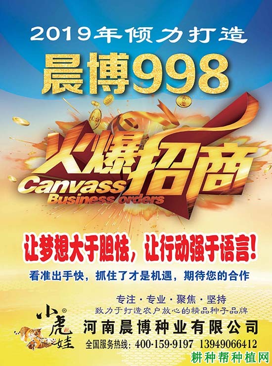 晨博998小麦品种好不好? 晨博998小麦品种好不好?