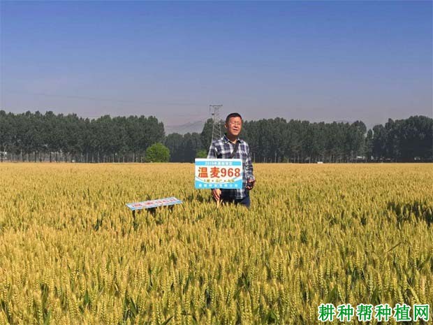温麦968小麦品种好不好? 温麦968小麦品种好不好?