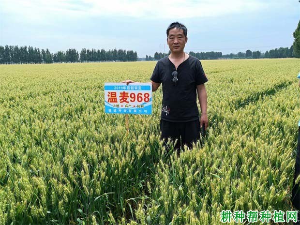 温麦968小麦品种好不好? 温麦968小麦品种好不好?