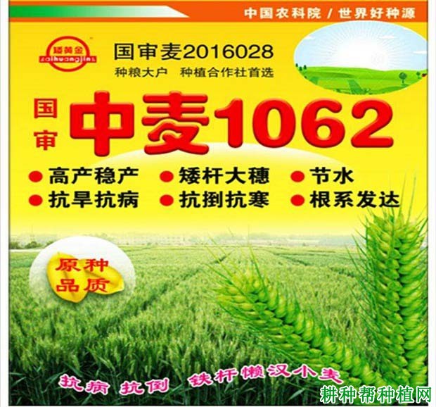中麦1062小麦品种好不好? 中麦1062小麦品种好不好?
