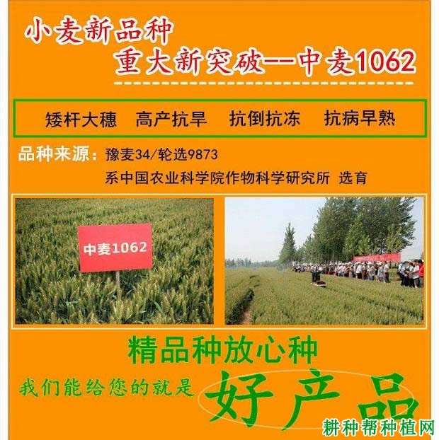 中麦1062小麦品种好不好? 中麦1062小麦品种好不好?