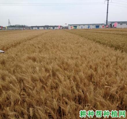 扬麦27小麦品种好不好? 扬麦27小麦品种好不好?