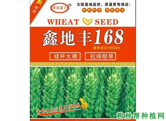 鑫地丰168小麦品种好不好? 鑫地丰168小麦品种好不好?