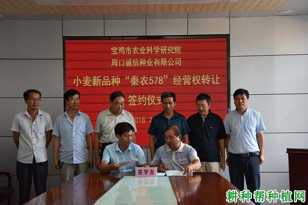 秦农578小麦品种好不好? 秦农578小麦品种好不好?