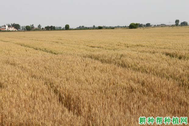 长麦6197小麦品种好不好? 长麦6197小麦品种好不好?