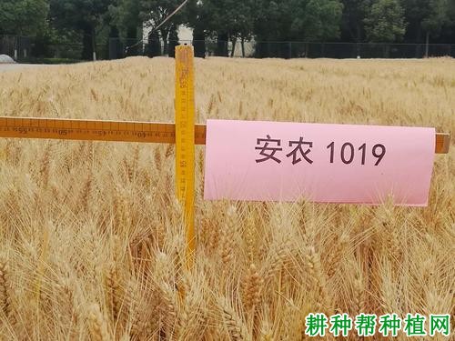安农1019品种好不好? 安农1019品种好不好?
