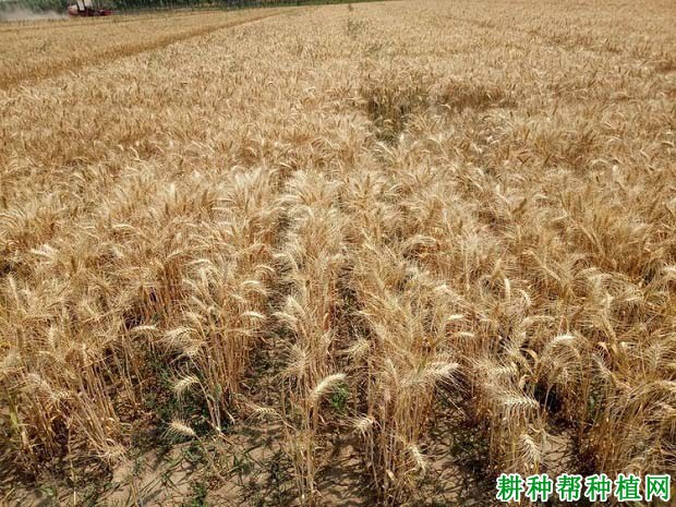 沃麦608小麦品种好不好? 沃麦608小麦品种好不好?