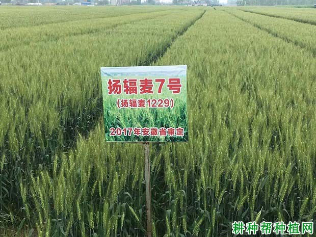 扬辐麦7号小麦品种好不好? 扬辐麦7号小麦品种好不好?