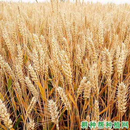 恒麦168小麦品种好不好? 恒麦168小麦品种好不好?